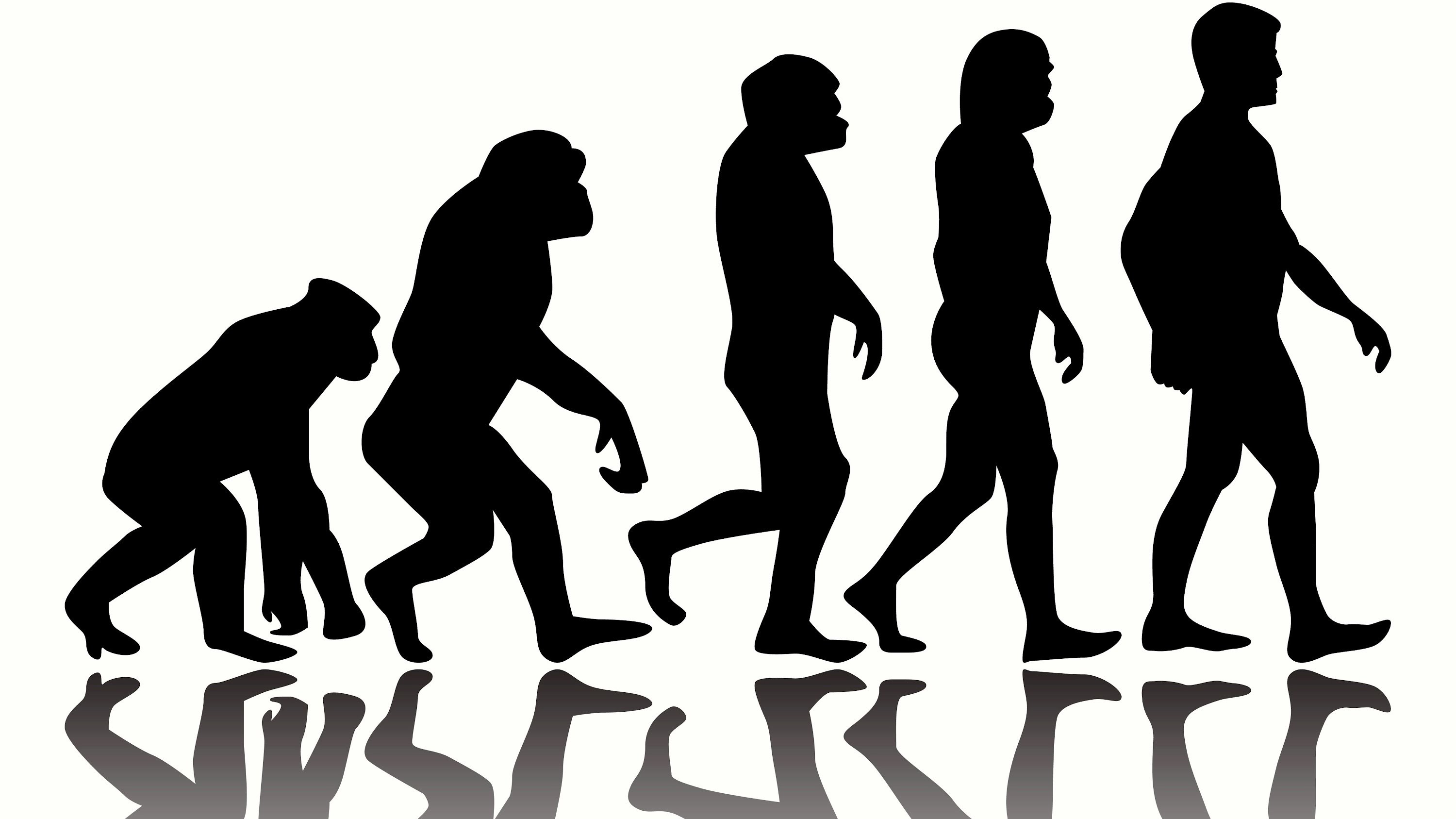 what is the evolutionary history of humans